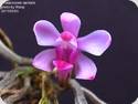 Phal. taenialis